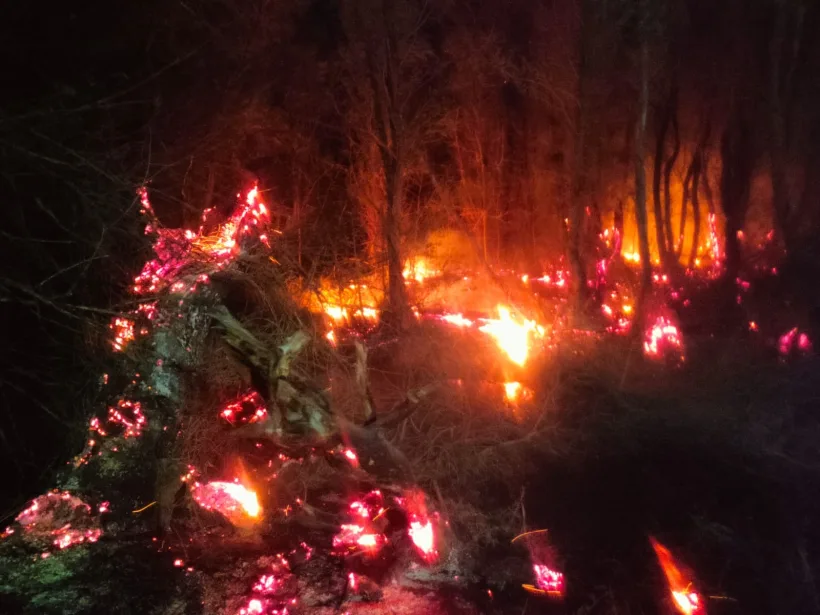 Incendiu de amploare într-o pădure din Galați