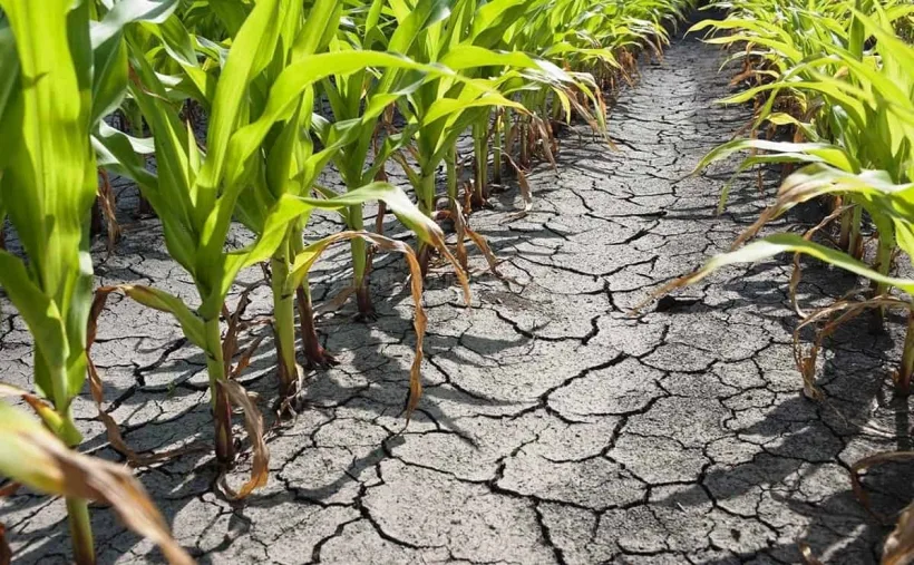 Pagube de zeci de milioane de lei în agricultura din județul Galați