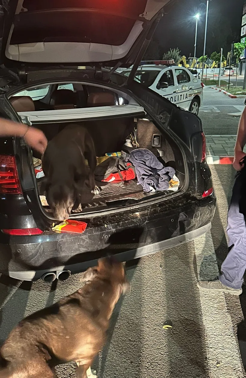 Doi câini Amstaff, lăsați liberi pe stradă, s-au urcat în portbagajul mașinii unul gălățean și nu au mai vrut să coboare