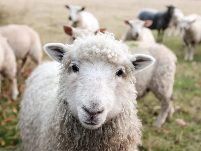 Ajutor de stat pentru creșterea animalelor: până la 100 lei/cap, în funcție de specie