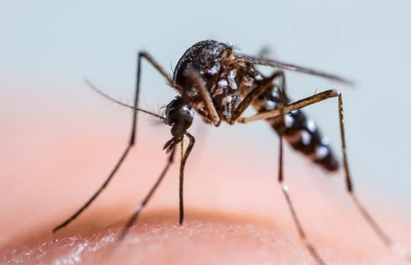 43 de cazuri de infecţie cu virusul West Nile în România. Un deces raportat