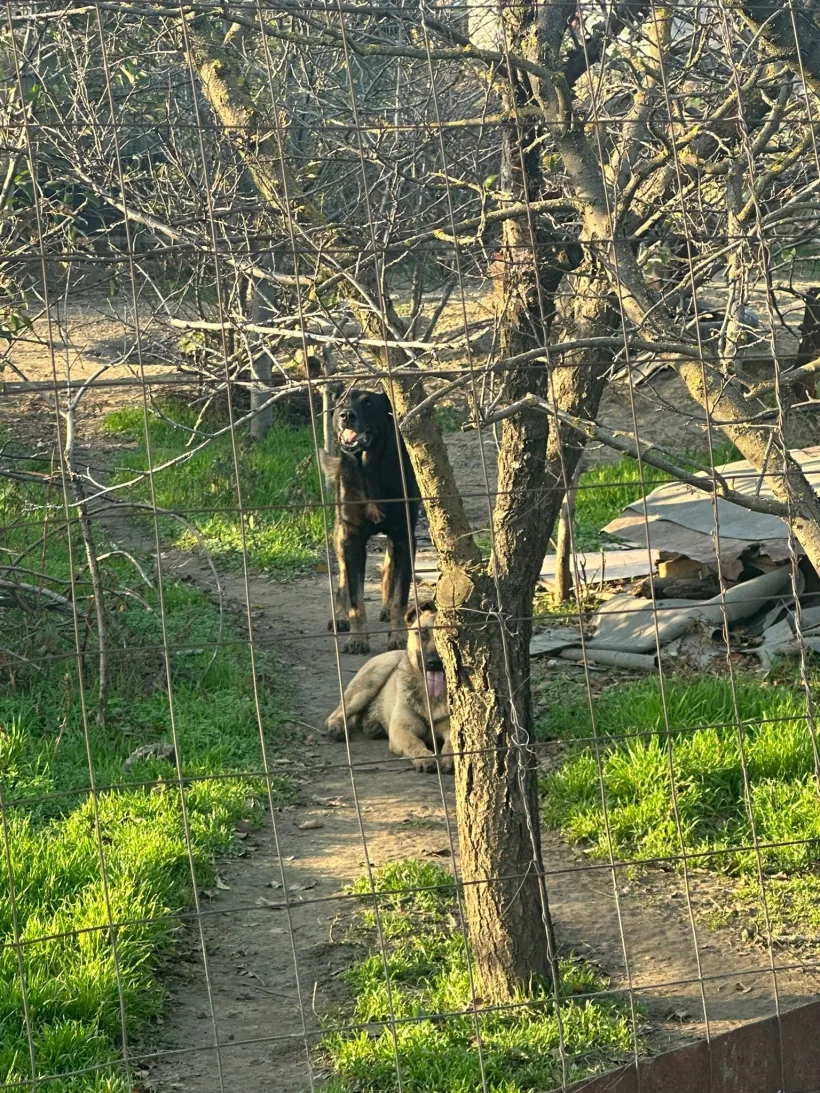 Amendă de 500 de lei după un atac canin într-o gospodărie din Ijdileni