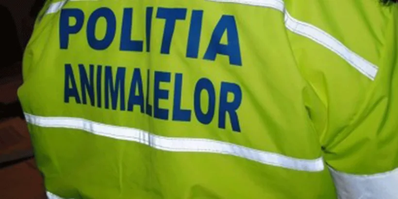 Caz șocant în Galați: bărbat reținut după ce a spânzurat un câine de rasă comună