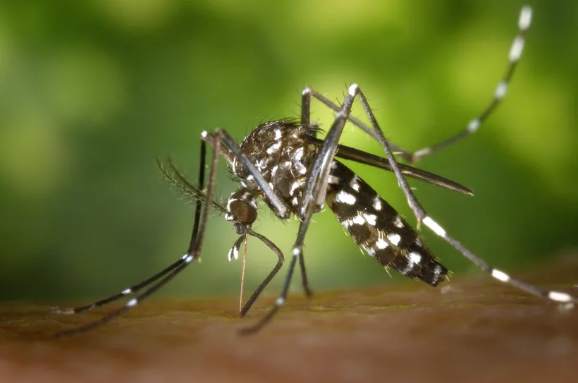 Alertă sanitară: virusul Chikungunya a ajuns în România