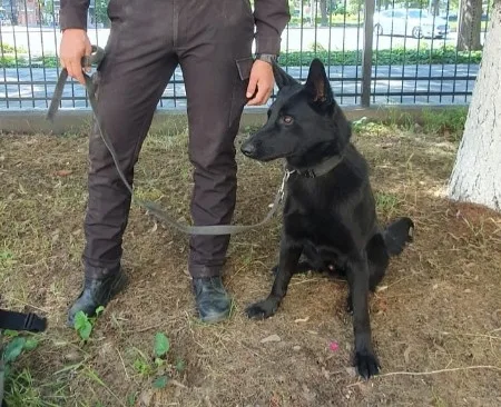 HAO, câinele care ajută poliția să descopere substanțele interzise și să combată traficul de droguri