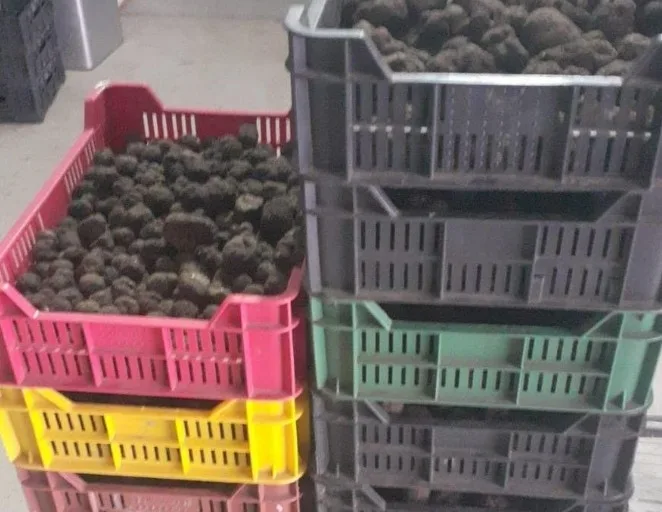 Exploatare ilegală de trufe și afine: autoritățile descoperă venituri ilicite de 13 milioane de lei