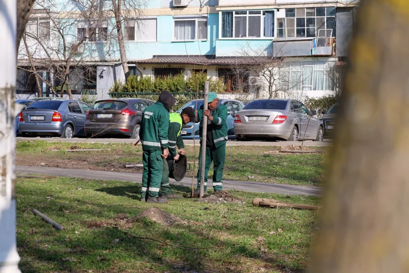 Mai mult verde pentru gălățeni: se plantează copaci în cartierele Țiglina, Micro 13 și Mazepa