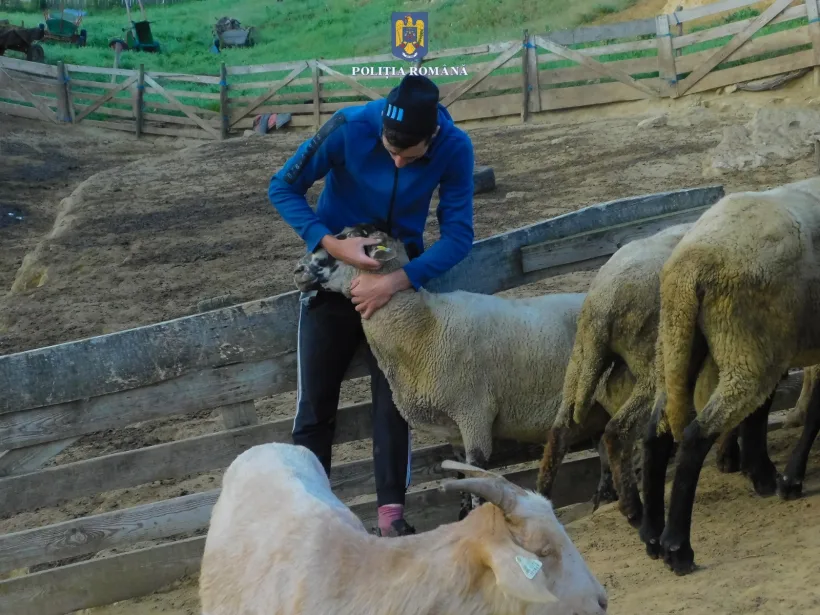 O stână cu 180 de ovine furată de trei gălățeni