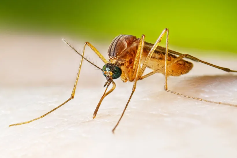 Alte trei cazuri noi de West Nile, la Galați